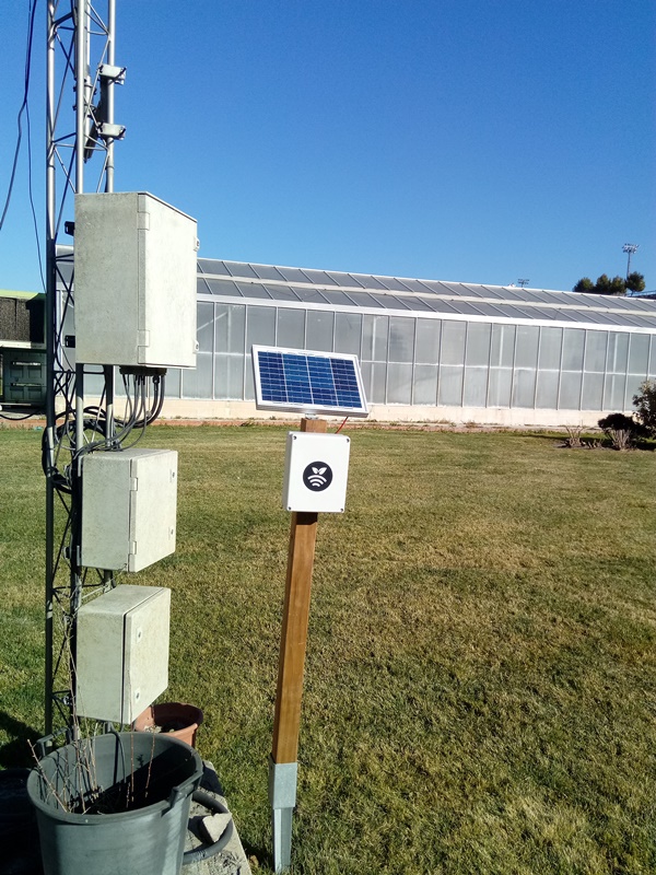 Hb/receptor en invernadero de flor Gerbera
