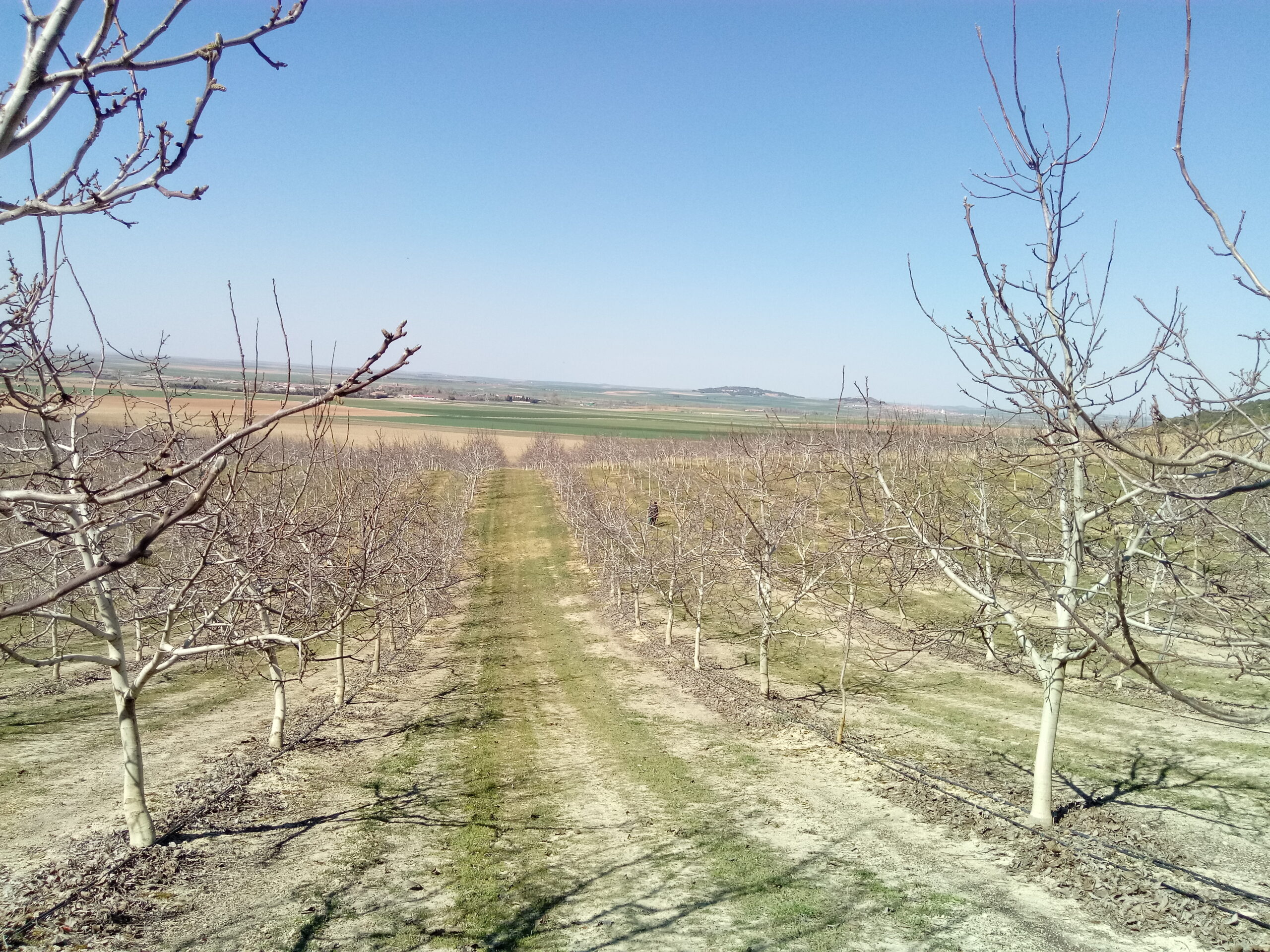 Plantación intensiva de nogales
