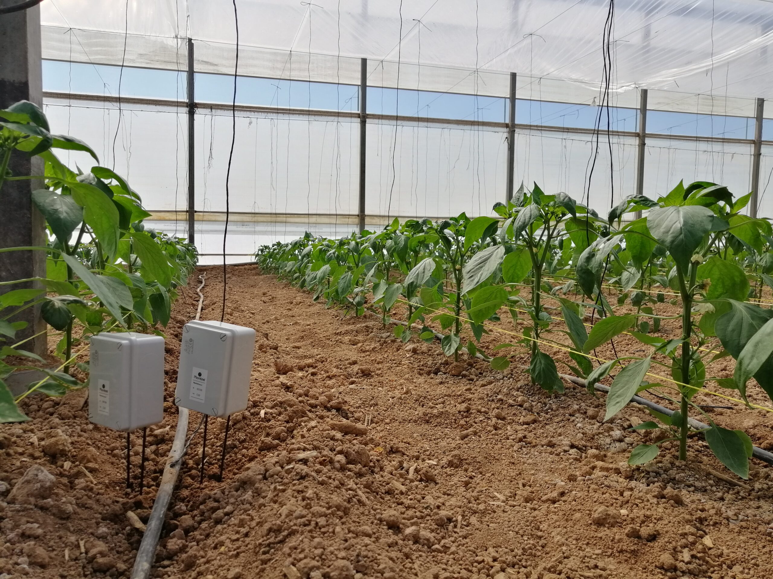 Invernadero de pimientos