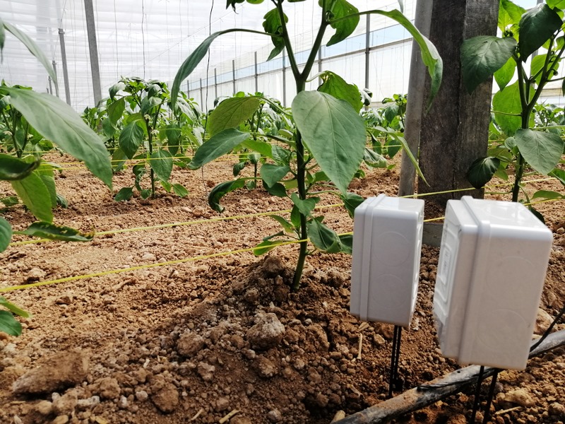 Sensores en pimientos en invernadero de pimientos