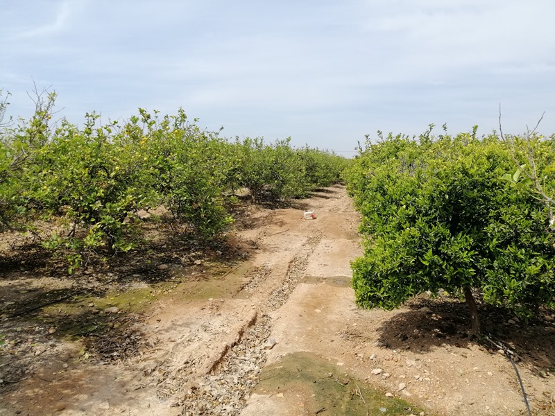 Cultivos controlados por sensores/sondas de humedad