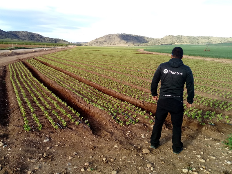 Lechugas con goteo enterrado