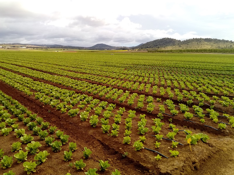 Lechugas con riego controlado por Plantae