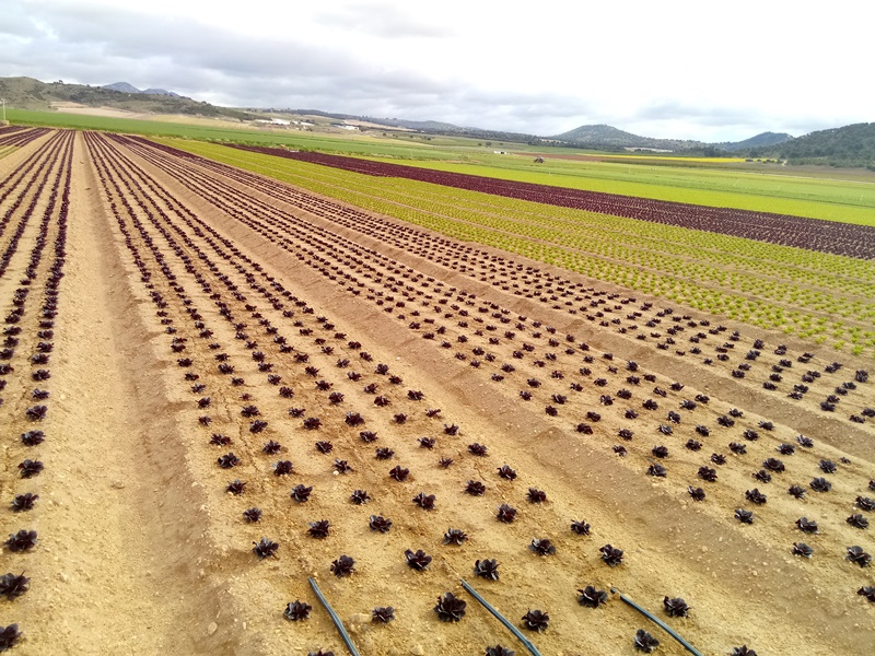 Campos de lechugas con distintas variedades