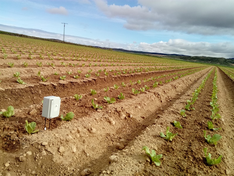 Sonda de humedad en lechuga con goteo subterráneo
