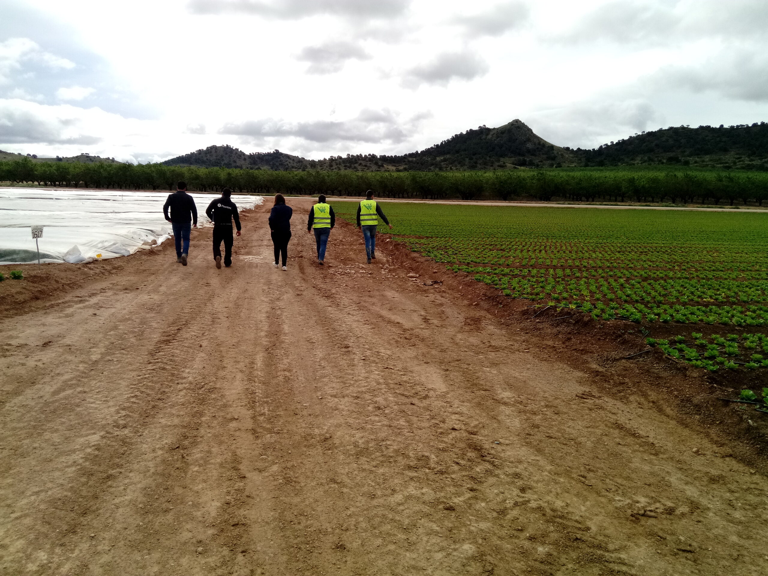Campos de lechuga con riego controlado