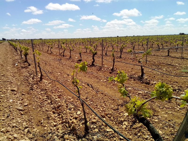 Sensores/sondas en vid