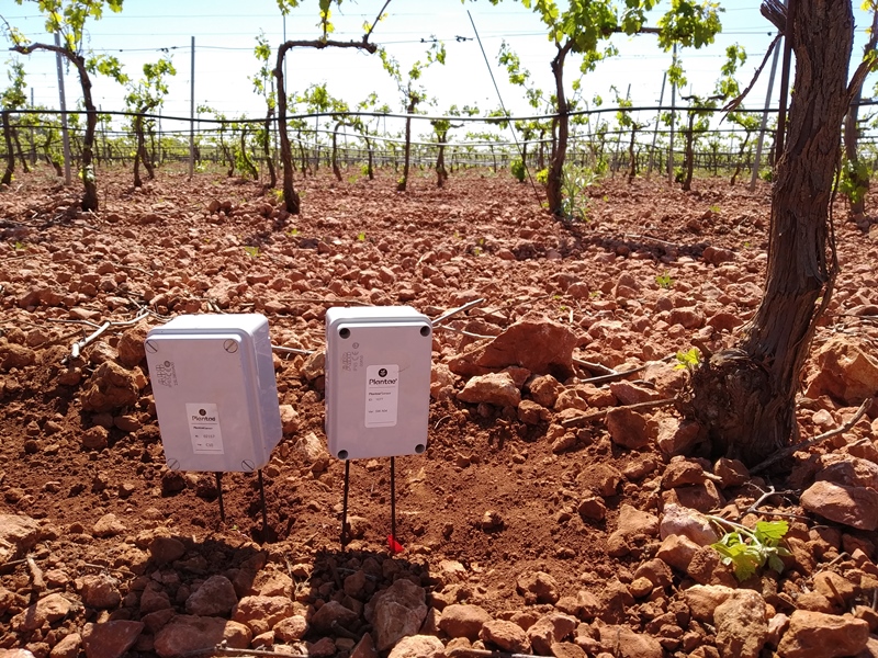 Sondas en vid a dos profundidades