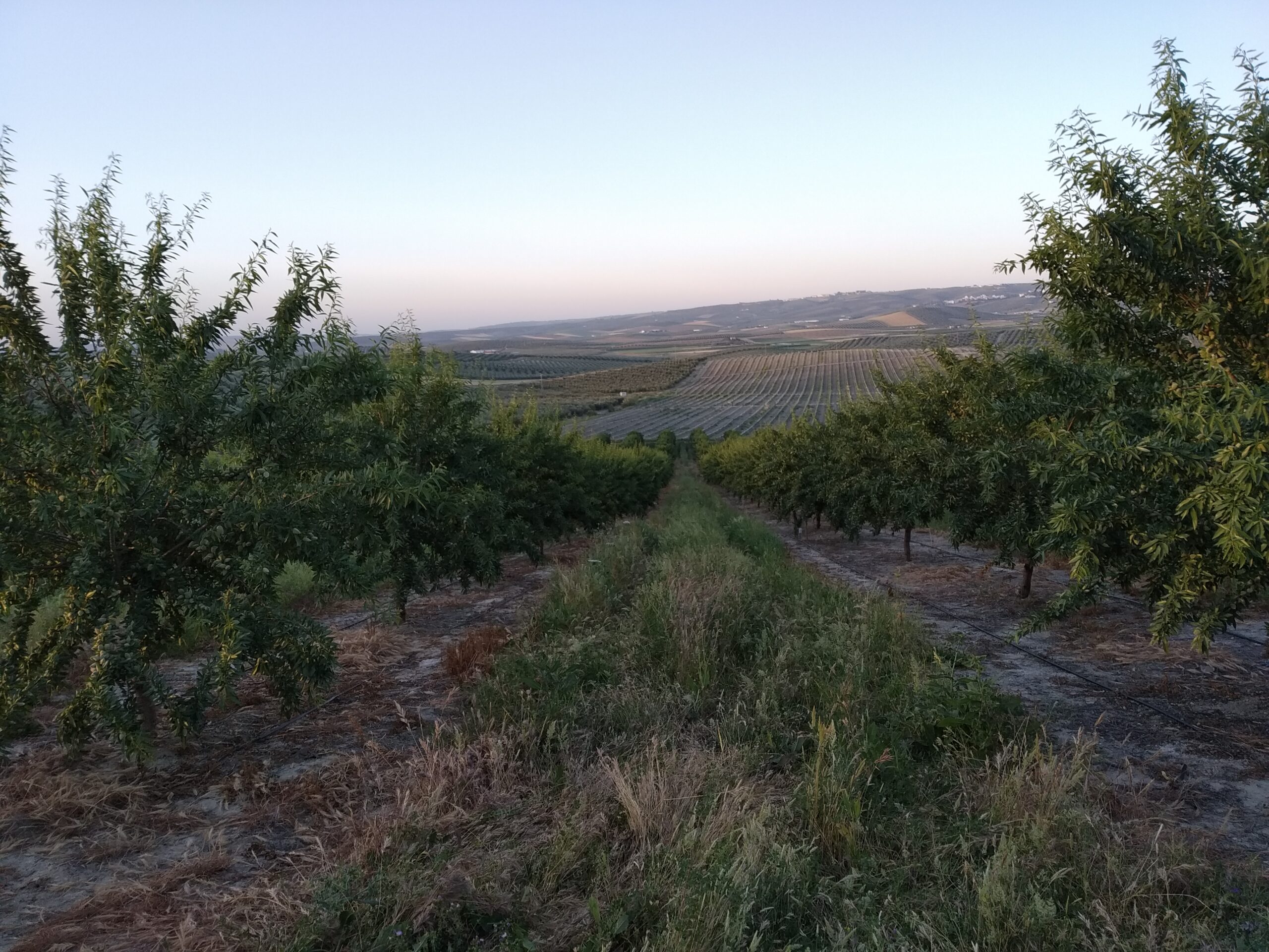 Olivar superintensivo