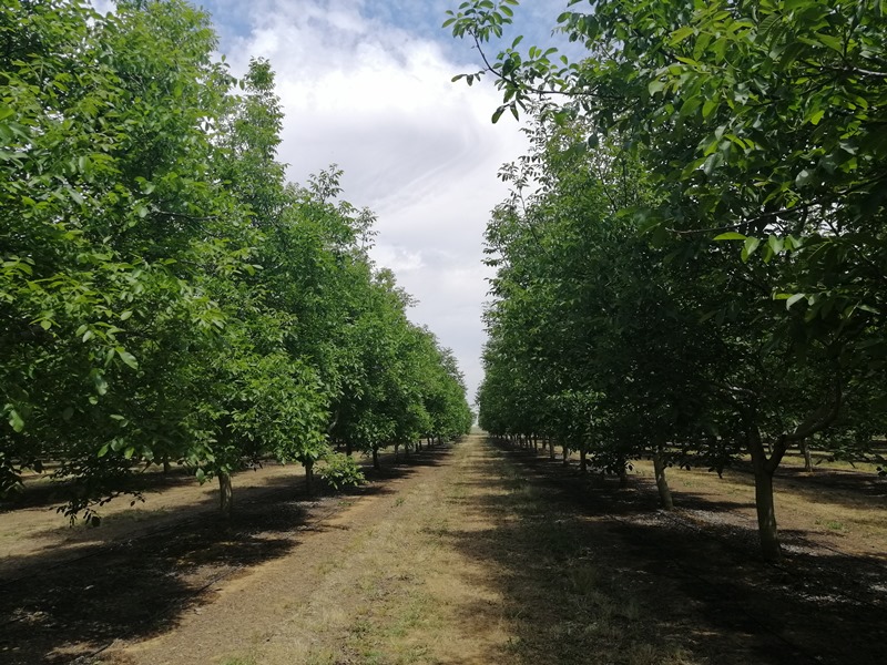 Censo agrario de SAU-Plantación de nogal intensivo