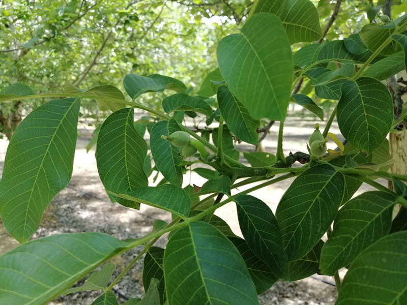 Nogal con nueces en su desarrollo