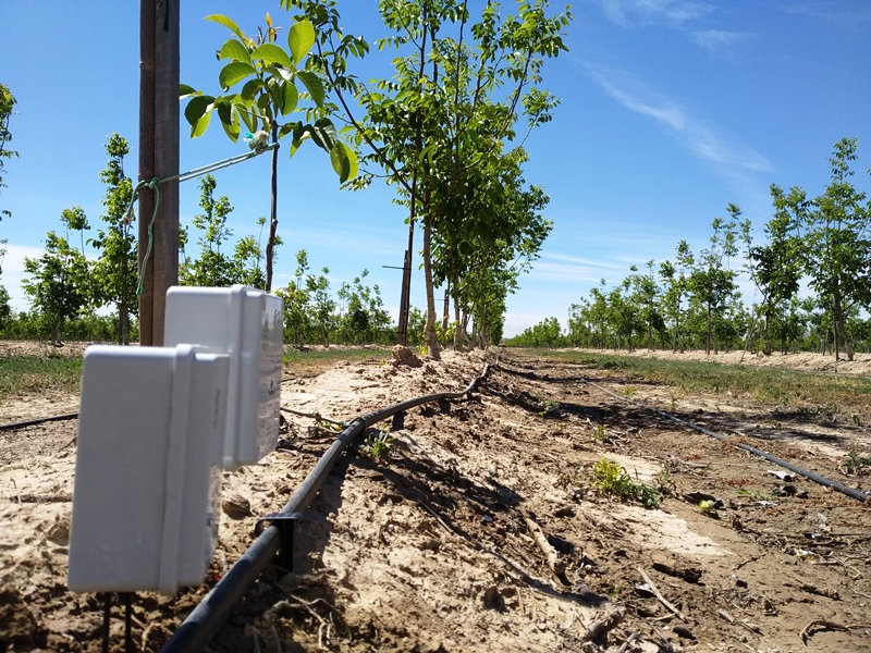 Sondas de humedad en almendros
