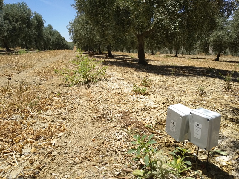 Olivo intensivo con sensores