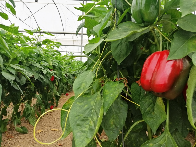 Sensores en pimientos-Invernaderos de pimientos en Torre Pacheco
