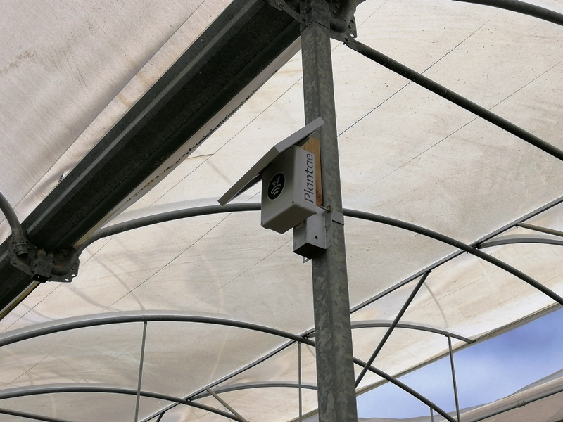 Hub/receptor de Plantae en invernaderos de pimiento