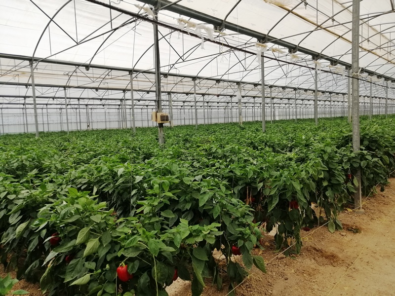 Sensores en pimientos-Invernaderos de Torre Pacheco