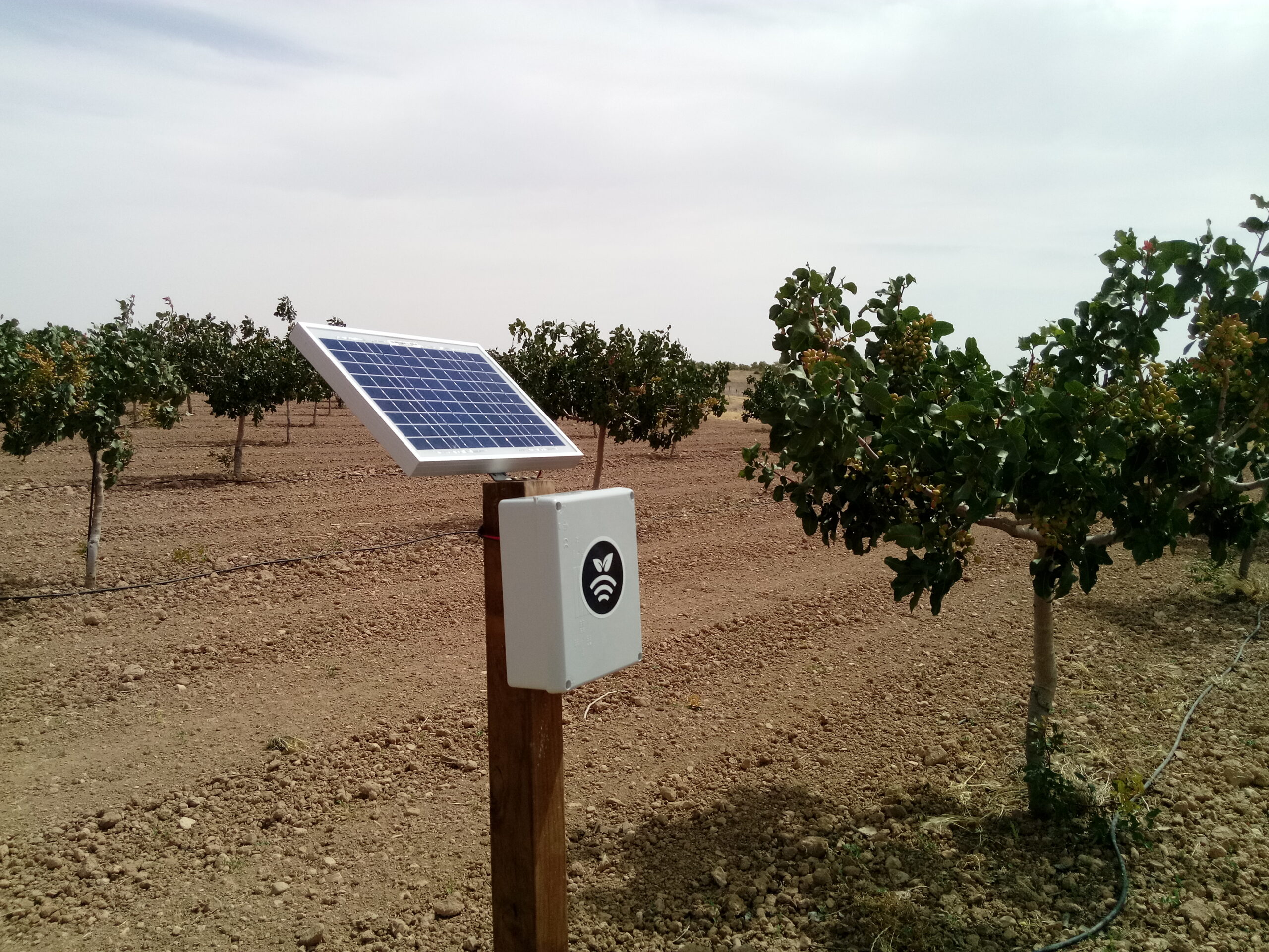 Hub en plantación de pistachos