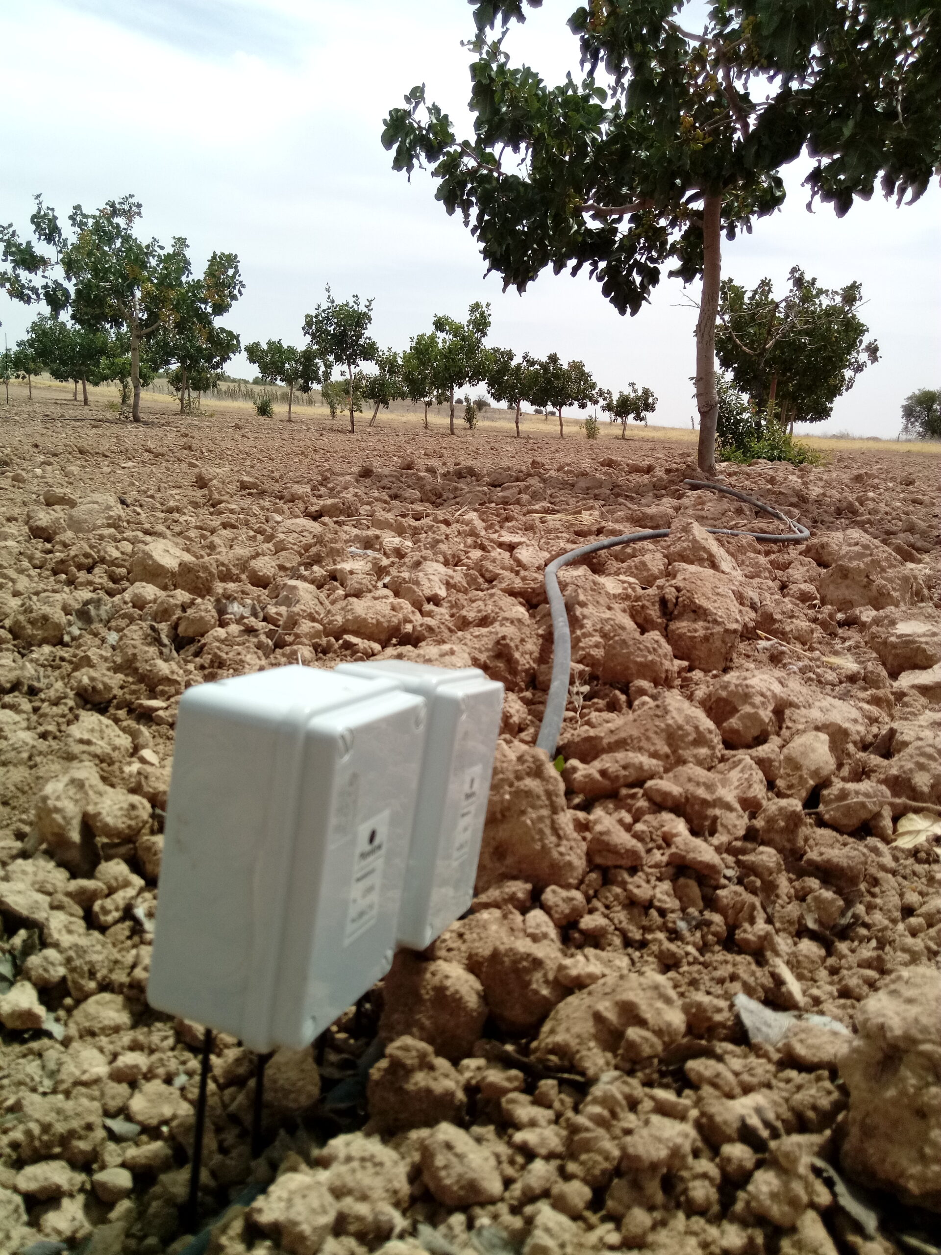 Sensores de humedad en tiber
ia de goteo- pistachos en España