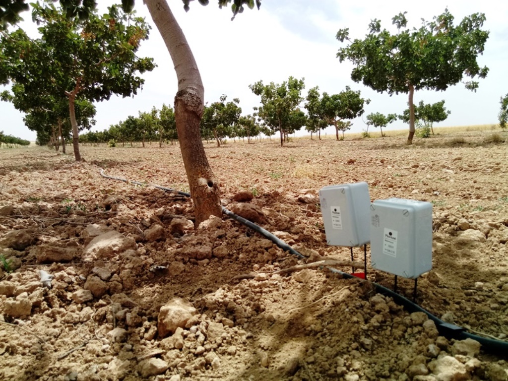 Sensores en finca de pistacho