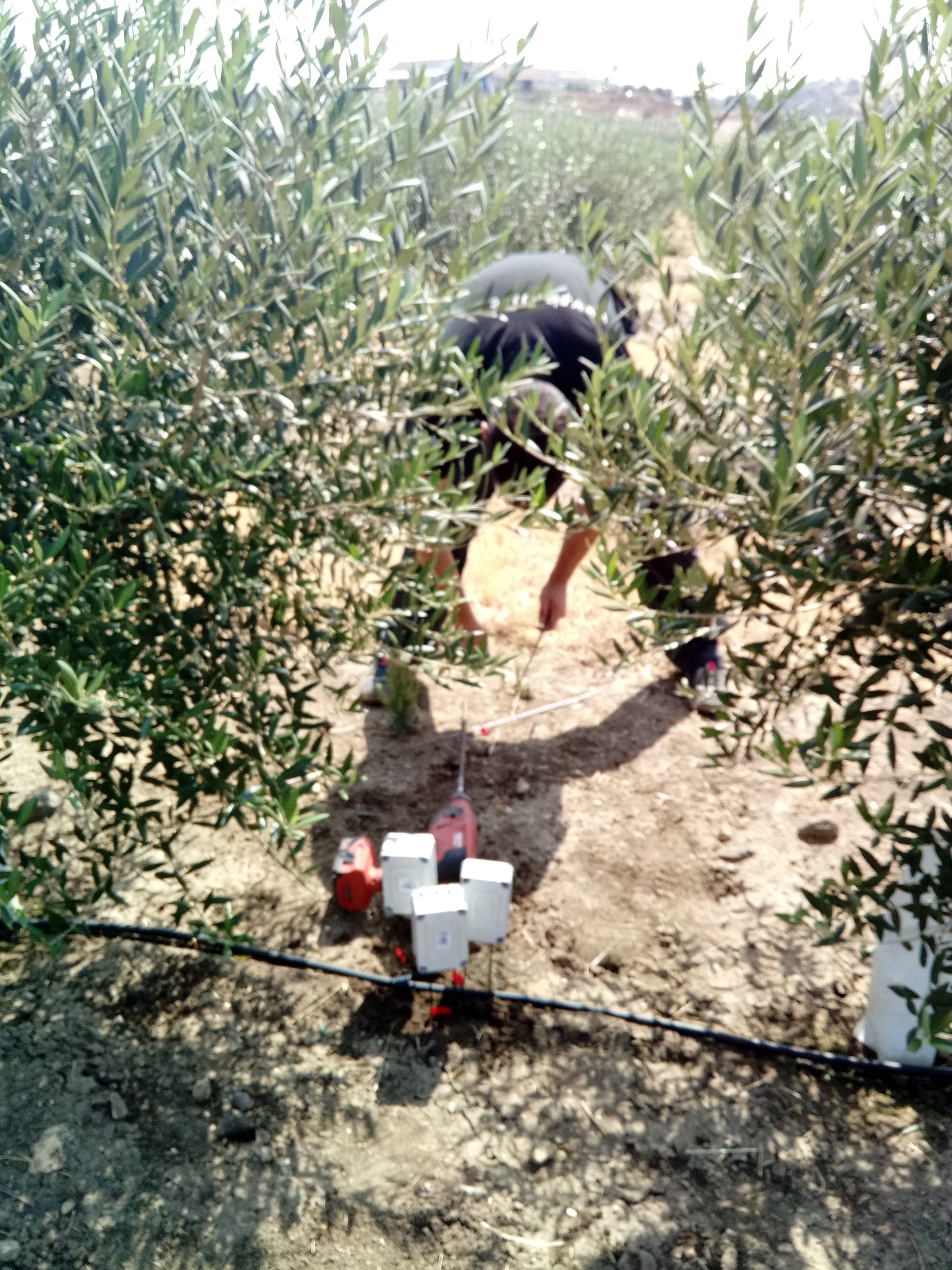 Técnico instalando los sensores en olivos del Alentejo