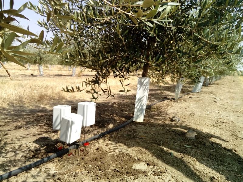 Sensores/sondas agrícolas en olivos intensivos del Alentejo en el Nuevo catálogo de dispositivos