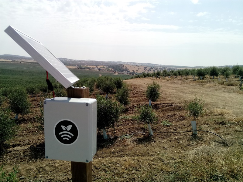 Hub receptor en olivo intensivo