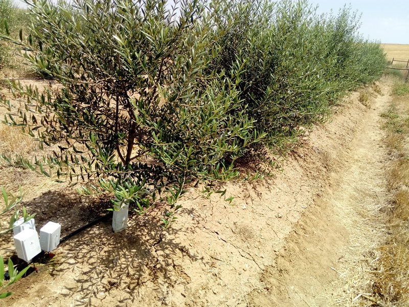 Sensores en olivo intensivo - Control de humedad y de los estomas del olivo 