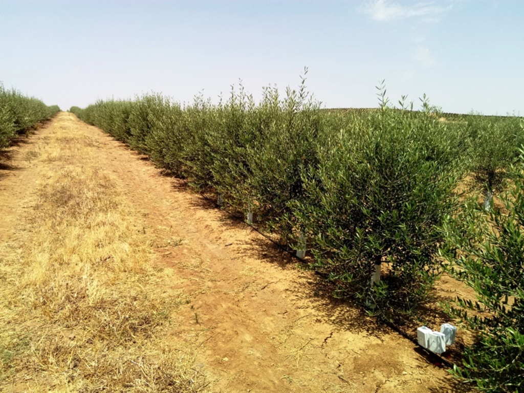 Control de la salinidad en plantación intensiva de olivos
