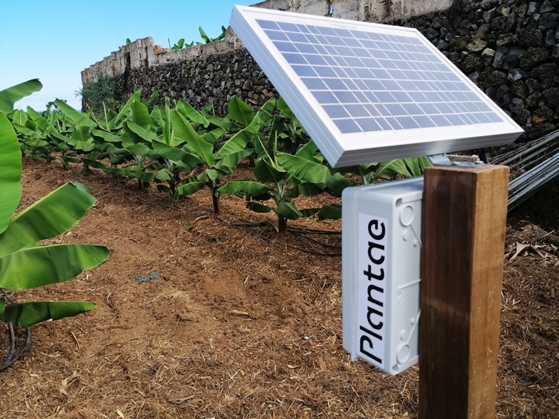 Hub receptor en plátanos de Canarias