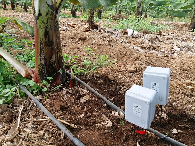 Riego por goteo con dos manguerass controlado por sondas en plataneras