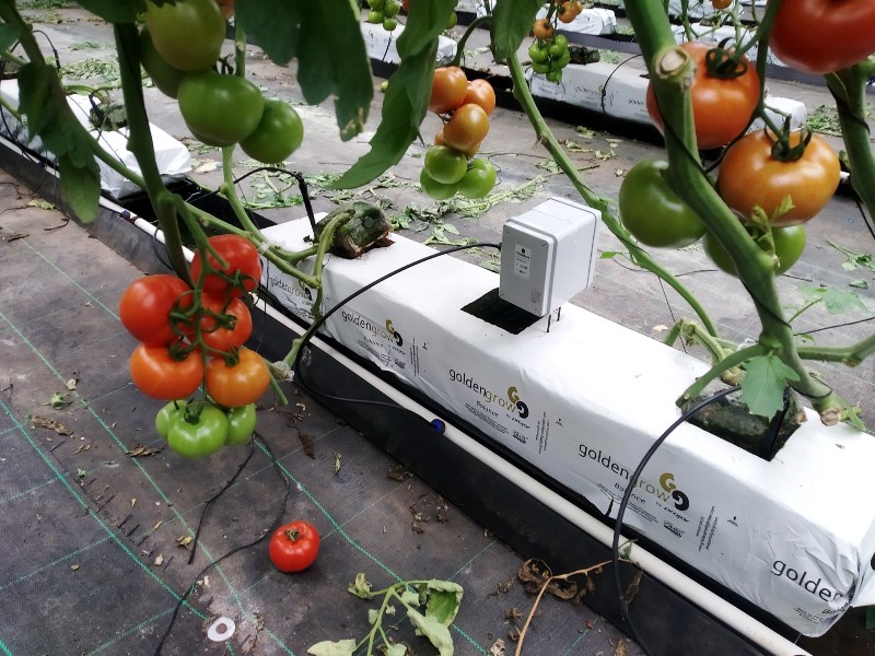 Sondas en tomates de cultivo hidropónico