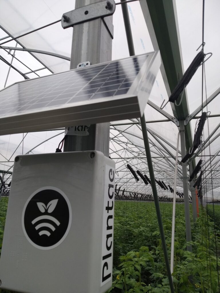 Hub en invernadero de calabacín