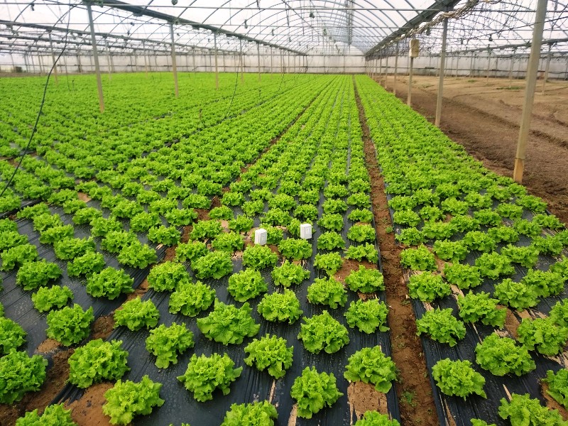 Invernadero de lechugas en Torres Vedras