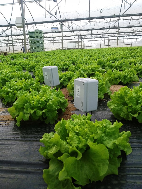 Sensores en lechuga-Invernaderos de Torres Vedras