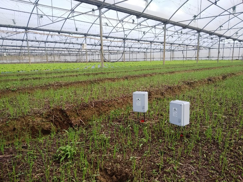 Sensores en invernadero de cebollas en Torres Vedras