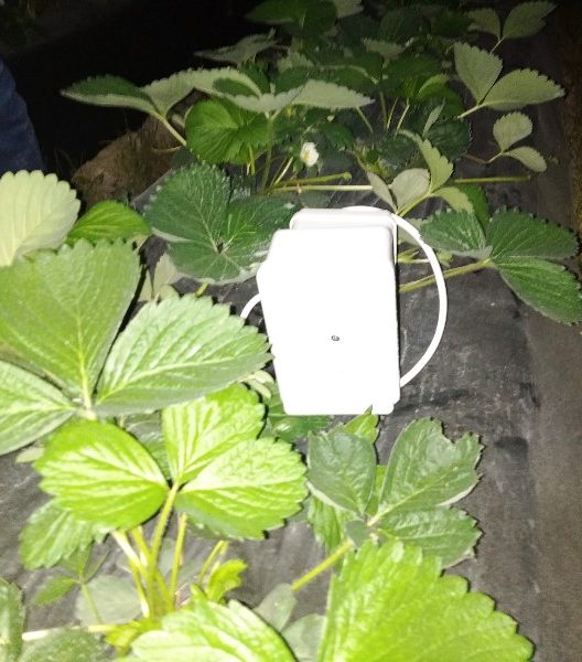 Sonda (sensor) de temperatura en fresa