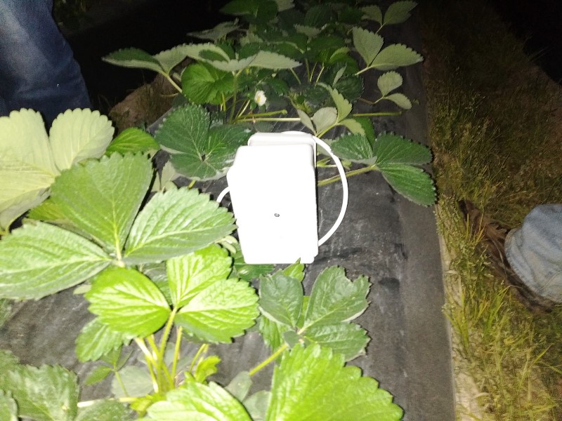 Sensor de temperatura de fresa en invernaderos de Torres Vedras