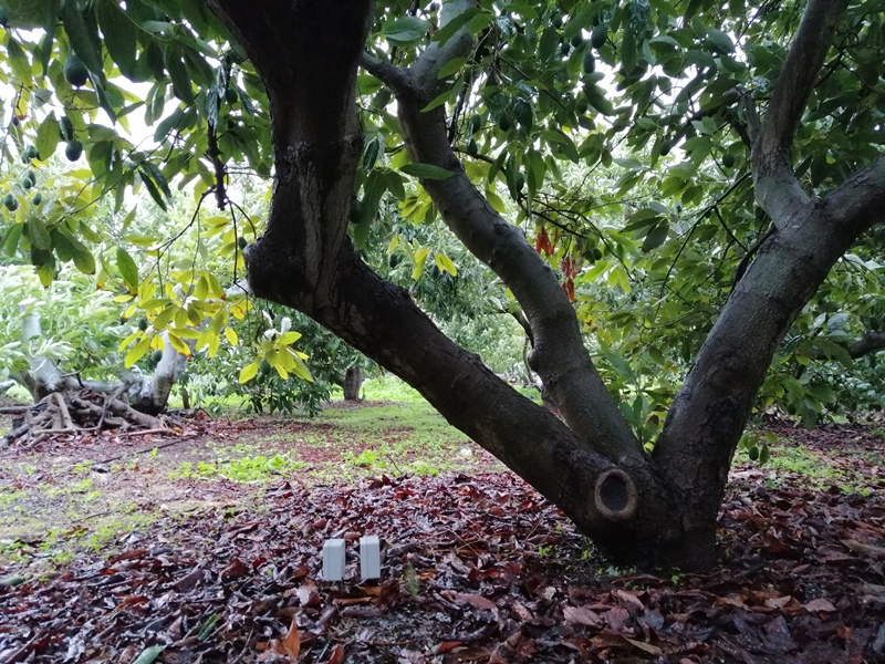 Sensores inalámbricos en el aguacate