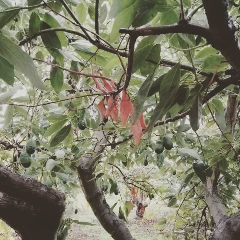 El aguacatero en España