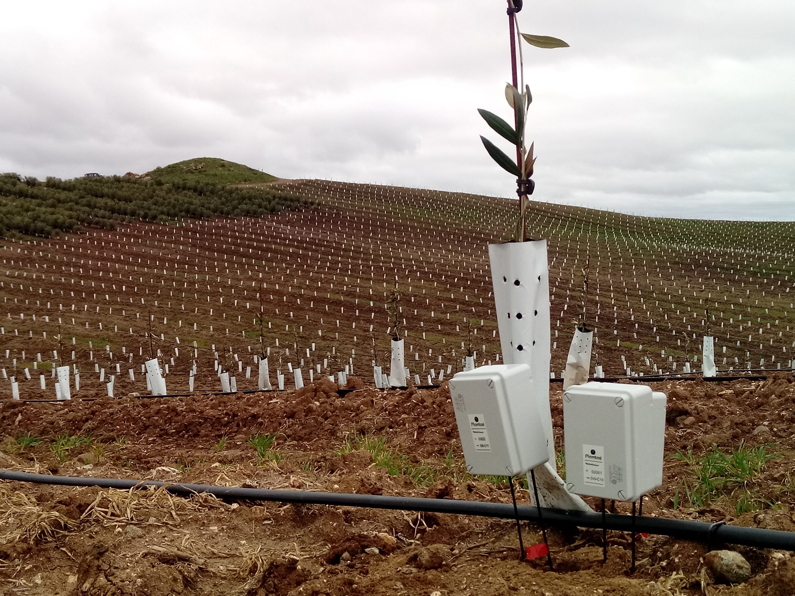 Sensores en olivo super intensivo