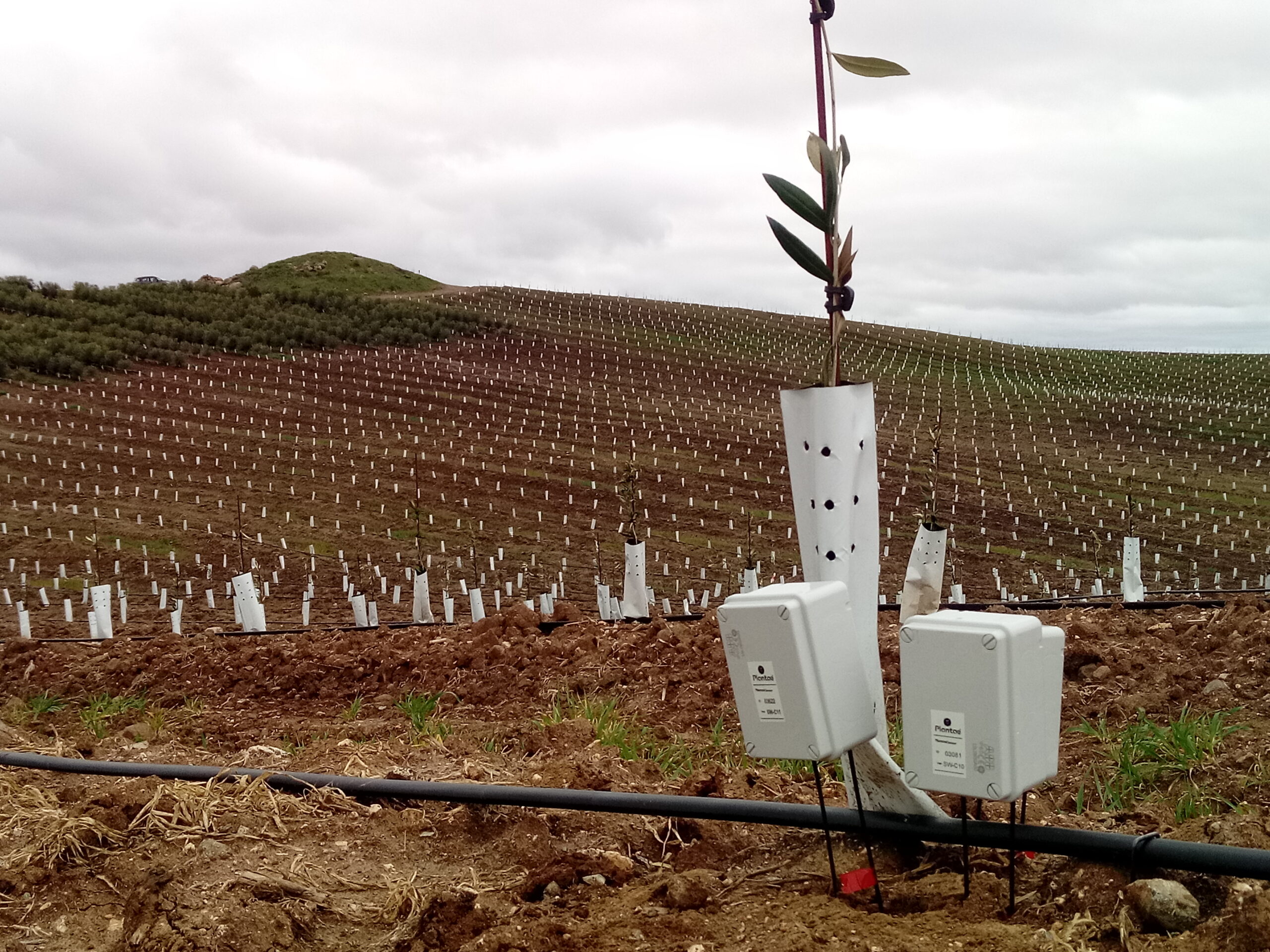 Sensores en olivo super intensivo