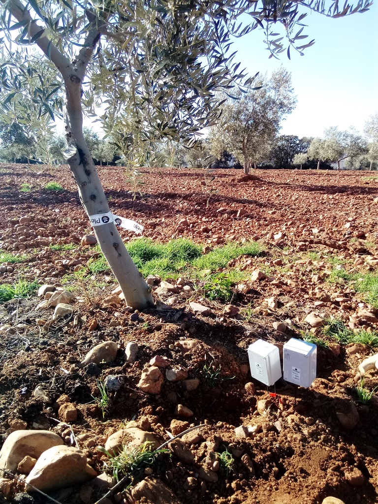 Sensores en olivar la Pontezuela