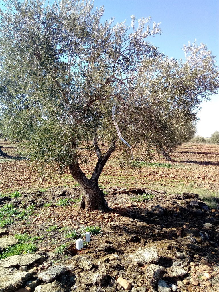 Olivo centenario en finca la Pontezuela