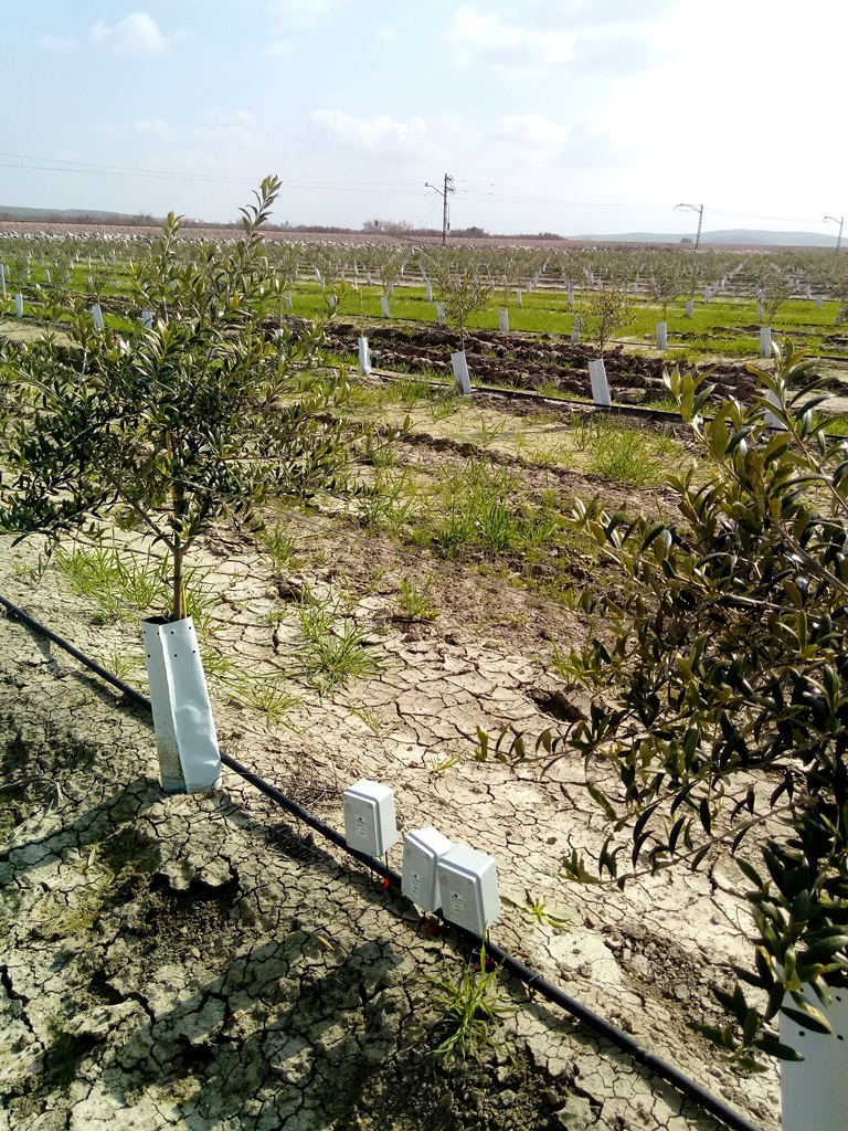 Olivos con sensores-sonda -Ingeniería Agrícola aplicada al riego