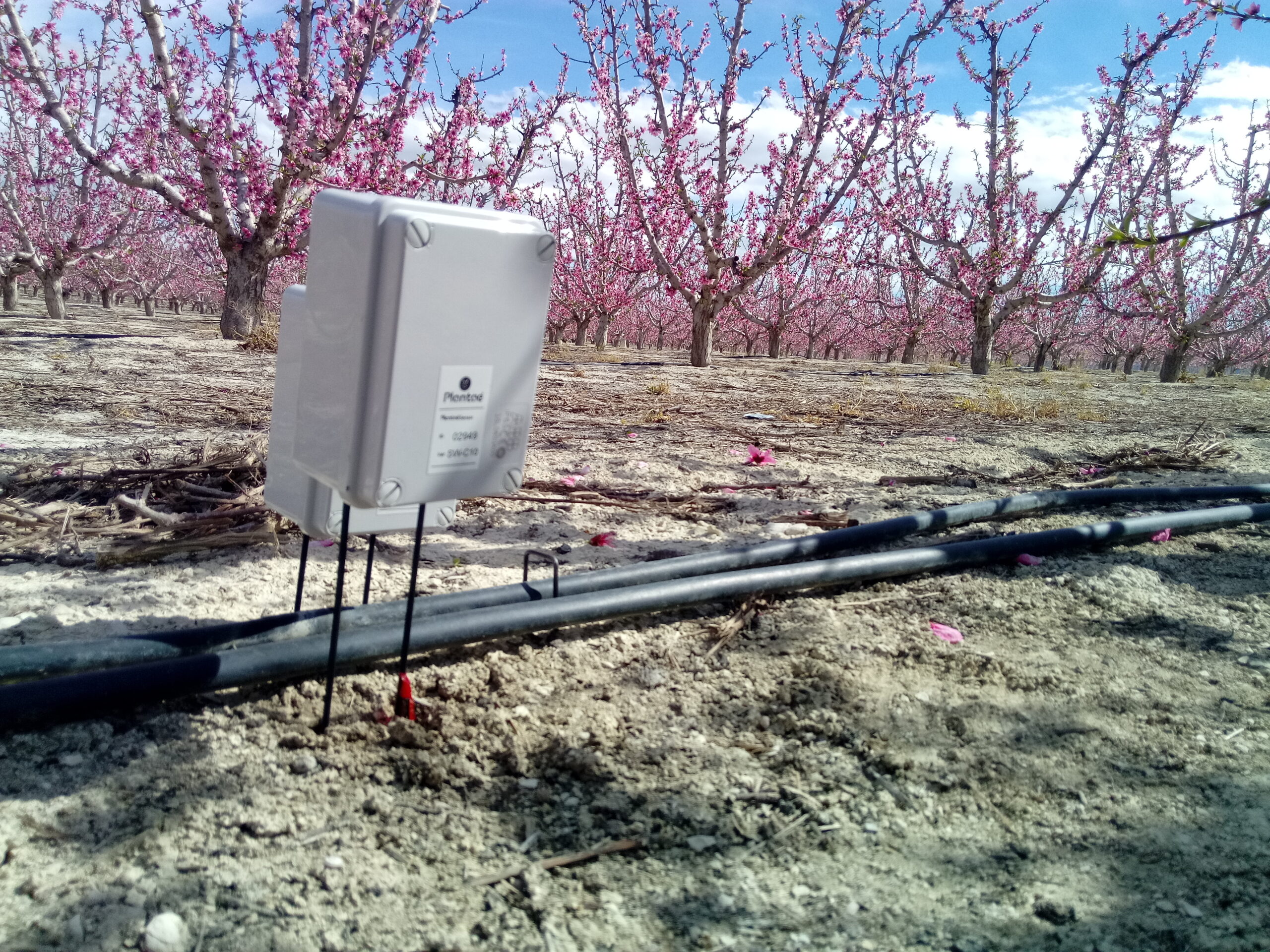 Frutales con sondas de humedad