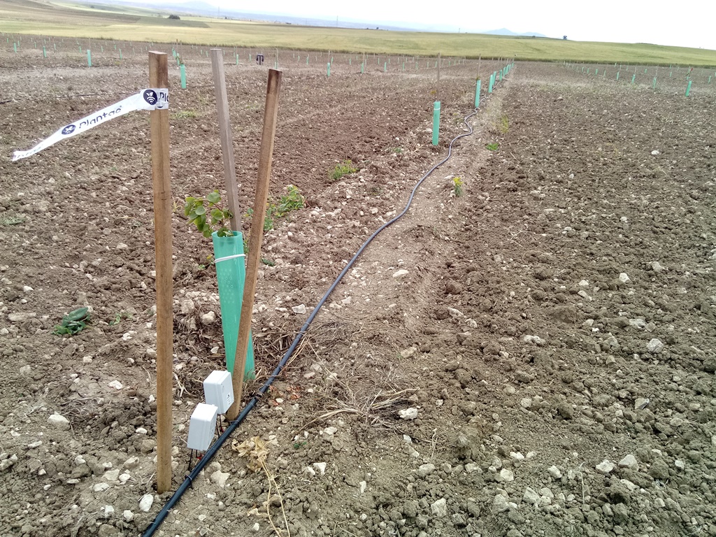 Plantación de pistachos con control de salinidad