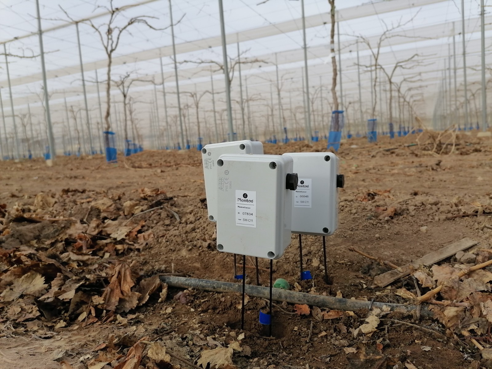Instalación de sondas en uva de mesa