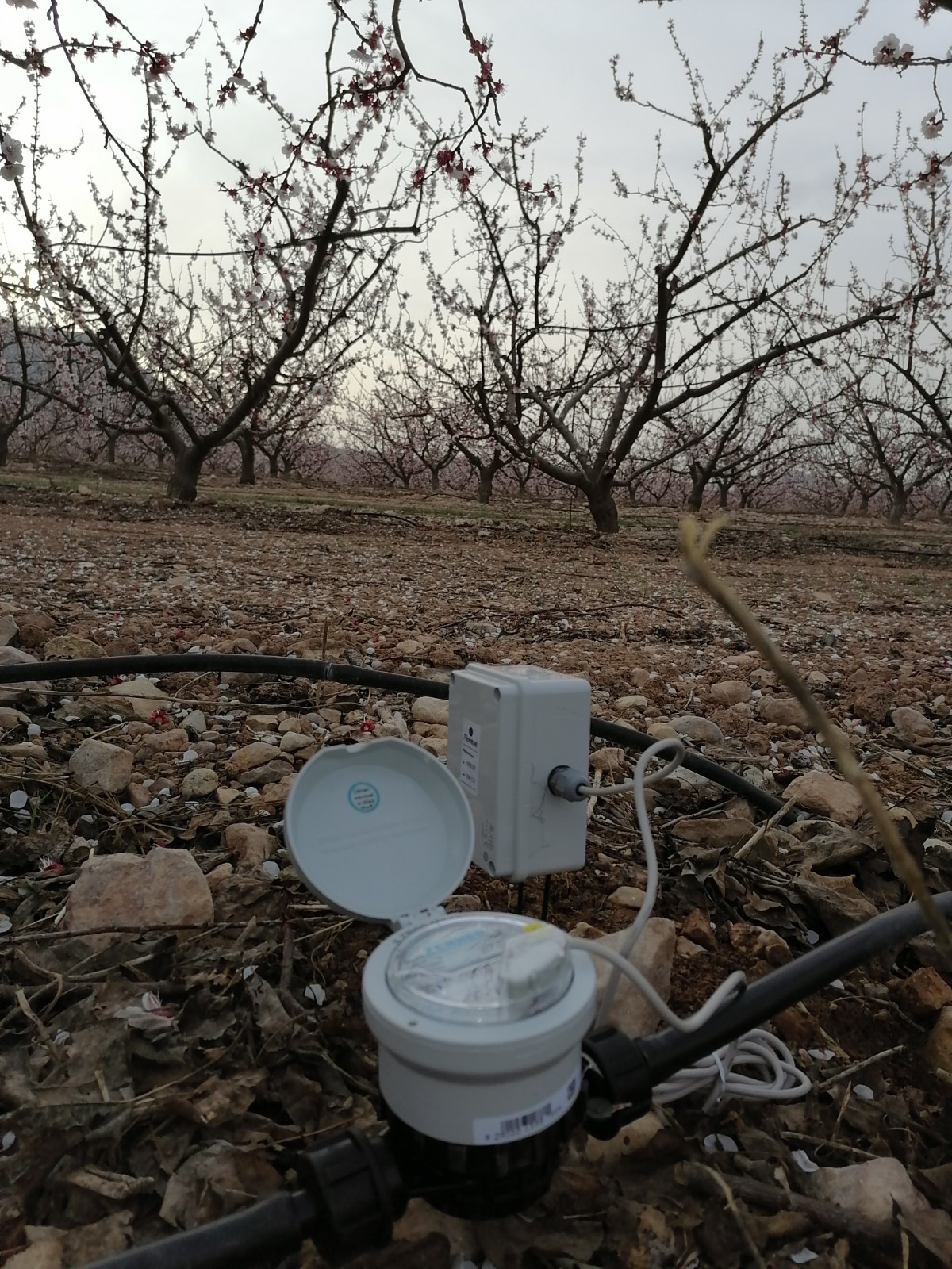 Caudalímetro en fruta de hueso