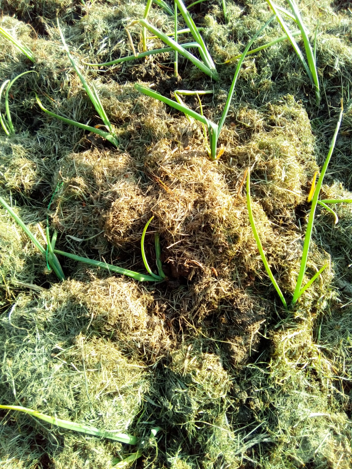 Cobertura de cultivo de cebollas