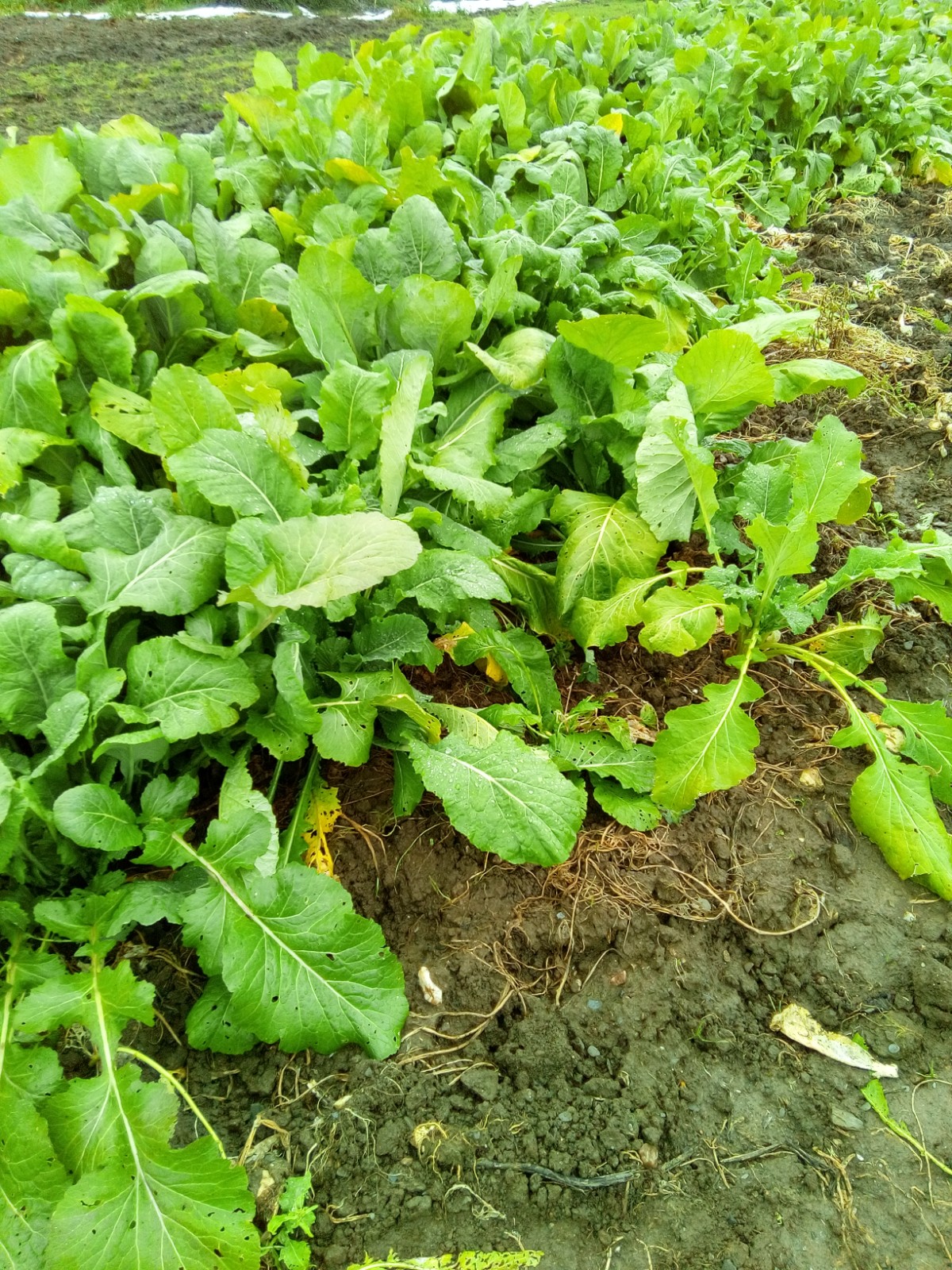 Nabos ecológicos con compost